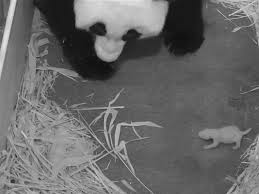 Mei Xiang and cub