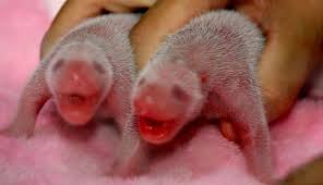 Newborn Panda Twins