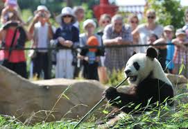 Panda at a Zoo