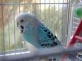 Parakeet