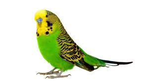 Parakeet