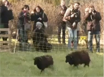 Black sheep eco-grazng in Paris