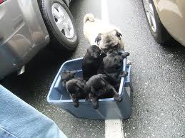 Puppies being sold in parking lot