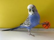 Parrot Playing with Basketball