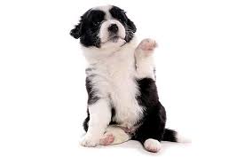 Puppy holding left paw up