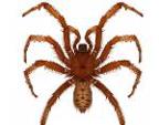 Penn Jillette spider