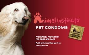 Pet Condoms