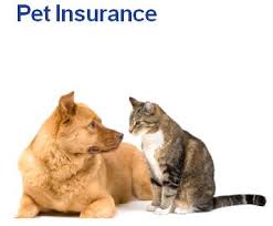 Dog and Cat Pet Insurance