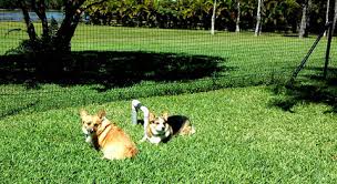 Pet Playgrounds Fencing System in Yard