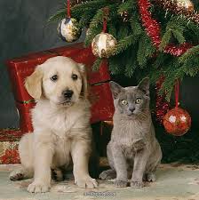 Dog and Cat with Christmas Tree