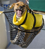 Dog in Fishing Net