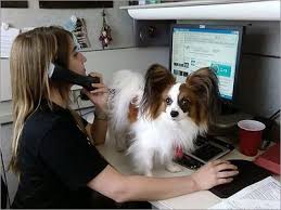 Dog at Work