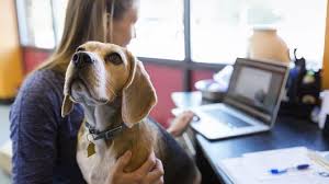 Dog in an Office