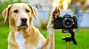 Dog with Camera