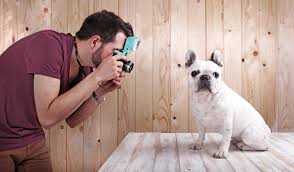 Man Taking Photo of Dog