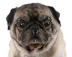 Pierced Pug