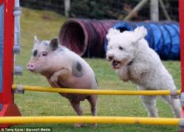 Pig and Dog doing Agility