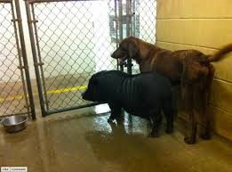 Pig and Dog in Shelter