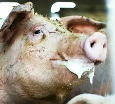 Pig Foaming at Mouth