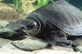 Pig Nosed Turtle