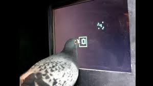 Pigeon using touch screen