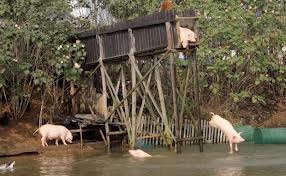 Diving pigs