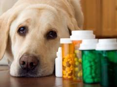 Dog with bottles of pills