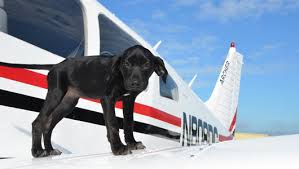Dog on plane wing