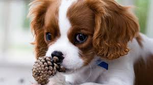 Dog with Pine Cone