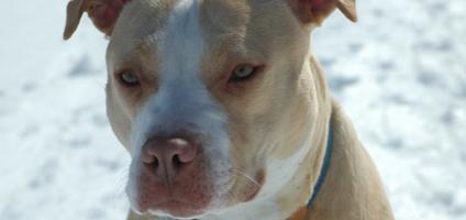 Pit Bull Hero