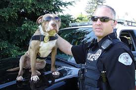 Pit Bull K9 Officer