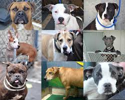 Pit Bulls Variety