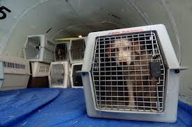 Dog in Plane Cargo 
