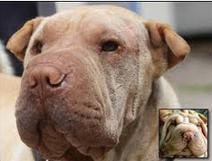 Shar Pei before and after plastic surgery