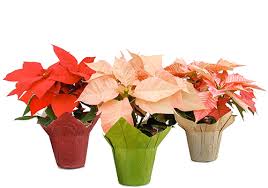 3 Different Types of Poinsettias