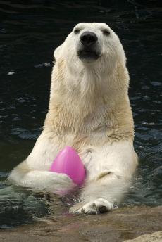 Polar Bear with Ball