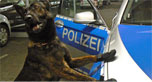 Police dog wearing booties