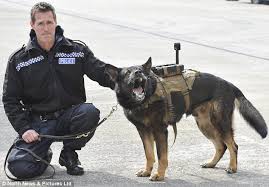 Police dog wearing camera