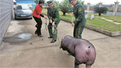 Police with new pig