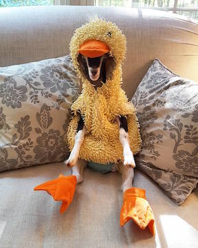 Goat Polly in Duck Costume