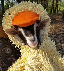 Polly the Goat in a Duck Costume