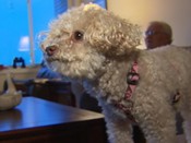 Poodle Ruthie