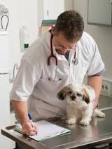 Vet Writing Prescription