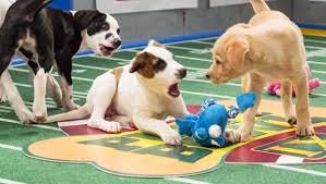 Puppy Bowl