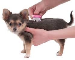 Puppy Being Brushed