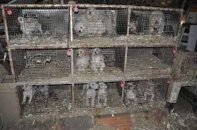 Puppy Mill