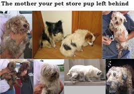 Puppy Mill Mothers