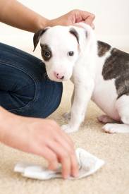 Potty training a puppy