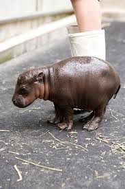 Pygmy Hippo