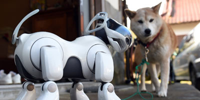 Robot Dogs?